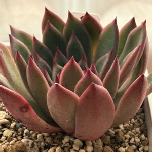 多肉植物,鉢植えの画像