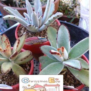 多肉植物,鉢植え,カランコエ属,玄関内,多肉植物の栽培の画像