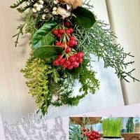 ブルーアイス,ドラセナ パープルコンパクタ,綿花,ナンキンハゼ,クリスマスホーリーの画像