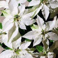 ジニア,ナデシコ,ニチニチソウ,ポインセチアの画像