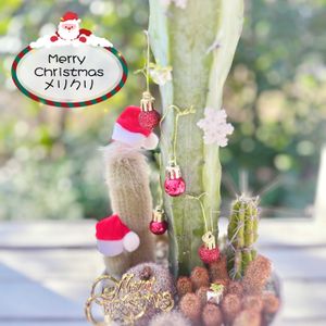 サボテン,幻楽,黄金司,柱サボテン,サボじぃ♡の画像