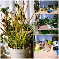 ミルクブッシュ,ガラスのツリー,ホルムガードの画像