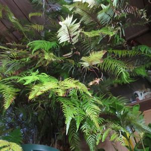 キンモウコウ,ジオ・ゴールデン・ボバイン,観葉植物,インテリアグリーン,珍奇植物の画像