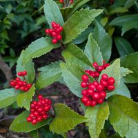 センリョウの画像