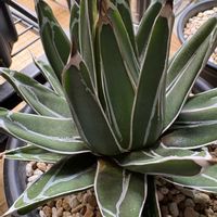 アガベ　笹の雪,多肉植物,アガベ属,多肉のある暮らし,ゆっくり成長の画像
