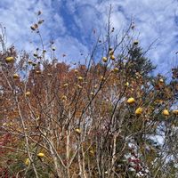 カリン,素敵な出会い,季節を楽しむ,香美市鏡野公園の画像