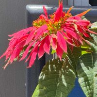 ポインセチア,ブラシの木,バンクシア,オーストラリアン コーンフラワー,オーストラリアの画像