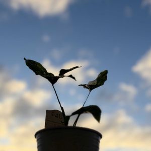 サトイモ科,シンゴニウム・フレンチマーブル,観葉植物,ハイドロカルチャー,育成記録の画像