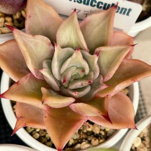 マディバ,多肉植物,エケベリア属,多肉中毒,succulentの画像