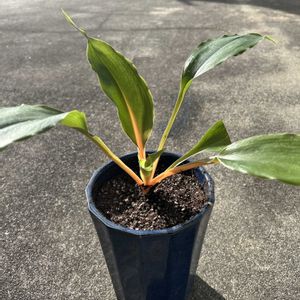 クロロフィツム プリンセスメイプル,花が好き,無農薬❤家庭菜園,野菜が好き,三ツ星品質モニター　PRの画像