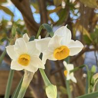 スイセン,ポインセチア,ラクウショウ,ラクウショウ,ニホンズイセンの画像