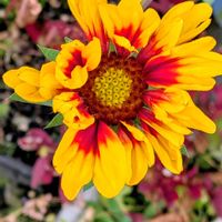 ガイラルディア,ガイラルディア,皇帝ダリア,シロタエヒマワリ,シロタエヒマワリ(白妙向日葵/ギンヨウヒマワリ<銀葉向日葵>)の画像