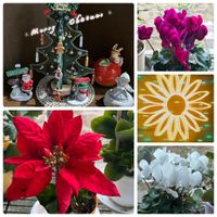 シクラメン,ポインセチア,ひまわり,クリスマスの画像