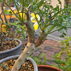 ペラルゴニウム・クリズミフォリウム,ペラルゴニウム カルノーサム,枯野葵,ペラルゴニウム　パルビフロルム,多肉植物の画像