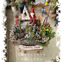 寄せ植え,多肉植物,普及種,多肉寄せ植え,サボテンの寄せ植えの画像