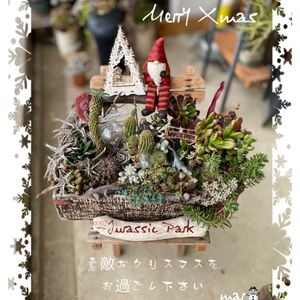 寄せ植え,多肉植物,普及種,多肉寄せ植え,サボテンの寄せ植えの画像