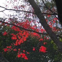 クコ,クコ,ナンテン,ベニシタン,赤い実の画像