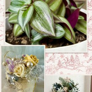 クリスマスイブ,トラディスカンティア,プリザーブド フラワー,メリークリスマス,花咲く乙女たち♡の画像