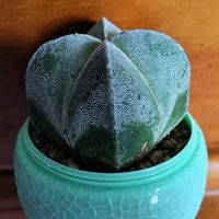 サボテン,四角鸞鳳玉,山野草,多肉植物とサボテン,山歩きの画像