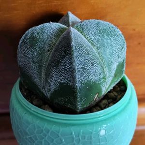 サボテン,四角鸞鳳玉,山野草,多肉植物とサボテン,山歩きの画像