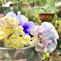 ハツユキカズラ,パンジー・ビオラ,パンジー・ビオラ,ビオラ,プミラの画像