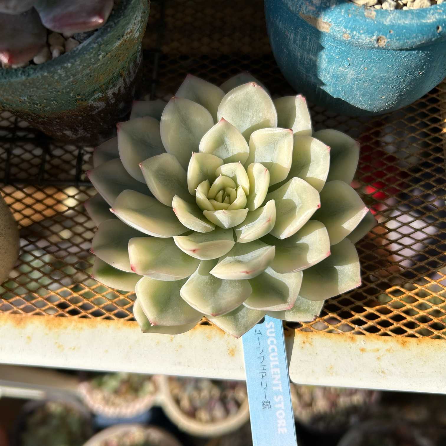 多肉シーズン到来！｜🍀GreenSnap（グリーンスナップ）