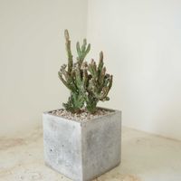 サボテン,カクタス,モンビレア【残雪の峰】,多肉植物,観葉植物の画像