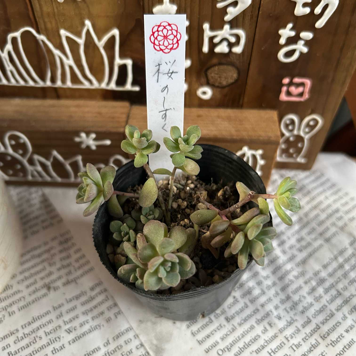 多肉シーズン到来！｜🍀GreenSnap（グリーンスナップ）