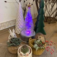 サボテン,葉牡丹,ジュズサンゴ　絣,クリスマス,癒しのひと時の画像