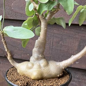 オトンナ トリプリネルビア,多肉植物,塊根植物,オトンナ属,コーデックスの画像