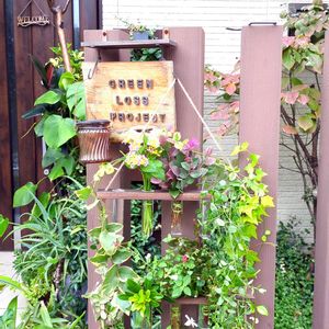 イチゴノキ,コンボルブルス・サバティウス,ツルニチニチソウ,ハゴロモジャスミン,ハツユキカズラの画像