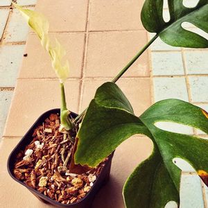 アンスリウム,斑入り,ヒメモンステラ,アロカシア,アロカシア・ブラックベルベットの画像