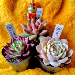 クリスマスイブ,オウンスロー,沙羅姫牡丹×ロメオ,パンジー コバルトムーン,チボリ。の画像