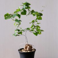 亀甲竜,ディオスコレア エレファンティプス,多肉植物,観葉植物,塊根植物の画像