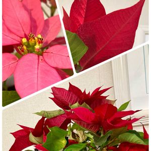 サボテン,ナデシコ,ポインセチア,白檀,黄金司の画像