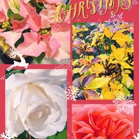 植木鉢,今日のお花,毎日ローズショー,つなぐ、つながるの画像