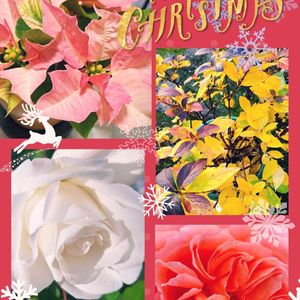 植木鉢,今日のお花,毎日ローズショー,つなぐ、つながるの画像