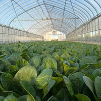 小松菜,癒し,ありがとう,love,Thanksの画像