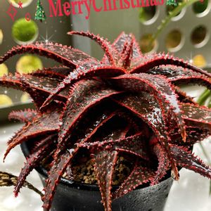 サボテン,リプサリス,リプサリス ピロカルパ,緋牡丹錦,アロエ・クリスマスキャロルの画像