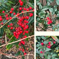 アブチロン,ナンテン,南天,クリスマスイブ,アブチロン (チロリアンランプ)の画像