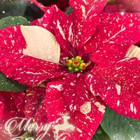 ポインセチア,クリスマスイブ,クリスマスツリー♡,マクス錦,マクス錦の画像