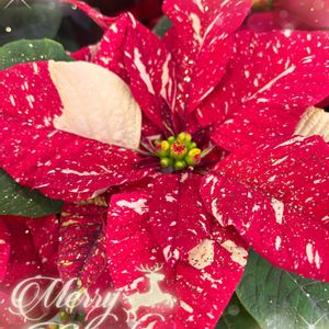 ポインセチア,クリスマスイブ,クリスマスツリー♡,マクス錦,マクス錦の画像