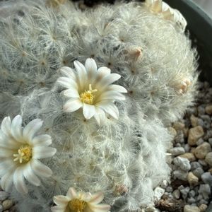 サボテン,白星,白星,スマホ撮影加工なし,花の15年組の画像