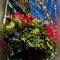 ガーデンシクラメン,街のクリスマスツリー,クリスマス,イルミネーション,東京の画像