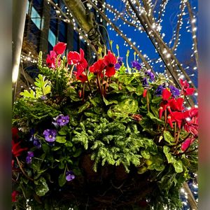 ガーデンシクラメン,クリスマス,イルミネーション,東京,クリスマスツリーの画像