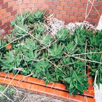 クジャクサボテン,サボテン,サボテンの花開花,サボテンの花,サボテン＊"の画像