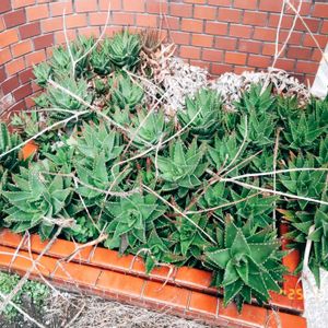 クジャクサボテン,サボテン,サボテンの花開花,サボテンの花,サボテン＊"の画像