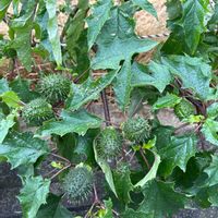 チョウセンアサガオの画像