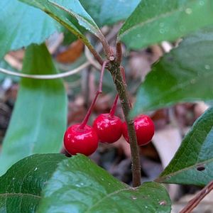 ヤブコウジ,藪柑子,十両,ジュウリョウ,雑草の画像