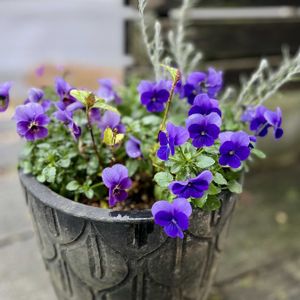 ブラキカム,ビオラ,エレモフィア・ニベア,大輪ネメシア,ラグランジア クリスタルヴェール2の画像